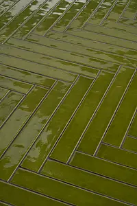 Carrelage, Teinte verte, Grès cérame émaillé, 4x31 cm, Surface brillante
