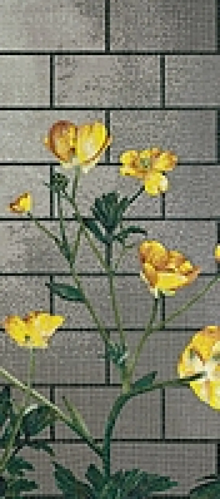Ranunculus B Bisazza Decori Tecnica Artistica