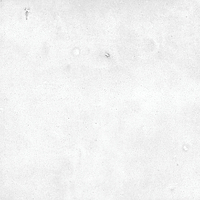 40846_SAMIRA WHITE LT//R Harmony Samira