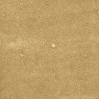 40842_SAMIRA GOLD LT//R Harmony Samira